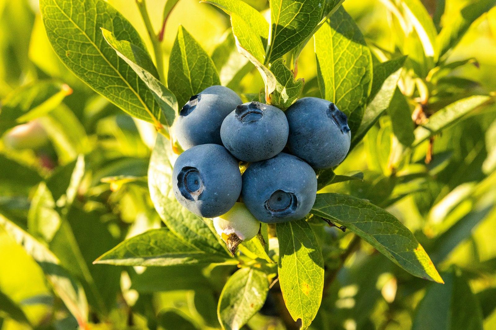 Blueberries growing on the bush