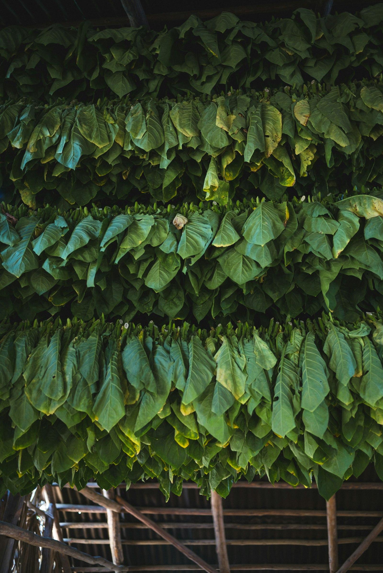 Cured tobacco leaves